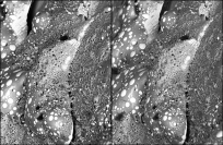 岩石 (かんらん岩) 弾丸をGibeon鉄隕石に高速度衝突 (6.97 km/s) させてできるクレーター部分の詳細。岩石質物質の液体 (暗い灰色)と微粒の鉄の液体 (明るい灰色の球体) は、混ざりあわずに分散した状態で固化している (c) Brian May, Claudia Manzoni, and Guy Libourel et al.