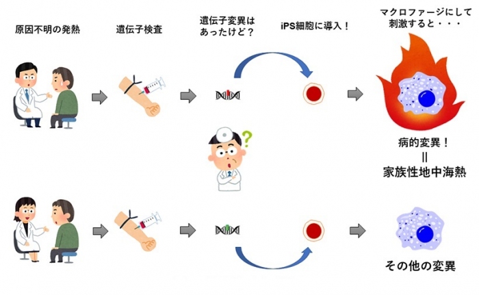 研究の概要図。（画像:京都大学発表資料より）