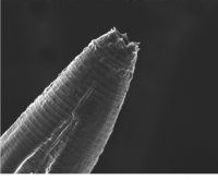 高度ヒ素耐性を持つ線虫Auanema sp.。（画像:明治大学発表資料より）