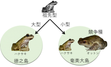 アマミハナサキガエルの分化の模式図。（画像:東京農工大学発表資料より）