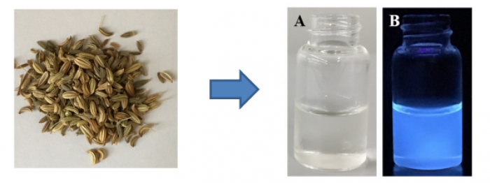 原料となる植物種子（左）と紫外線の照射によって青色に発光する炭素量子ドット（右）（写真：横浜市立大学の発表資料より）