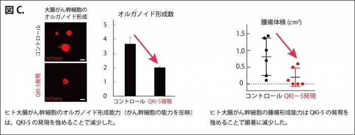 図C:QKI-5の発現とがん幹細胞の腫瘍能力（藤田医科大学発表資料より）