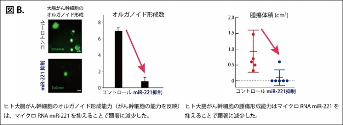 図B:miR-211の発現とがん幹細胞の腫瘍能力（藤田医科大学発表資料より）