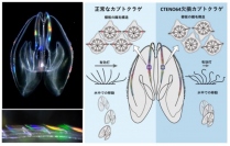 クシクラゲの一種カブトクラゲ（左上）と虹色に輝く櫛板（左下）。右図は、本研究で新たに発見されたCTENO64の機能を示す模式図。（画像:筑波大学発表資料より）