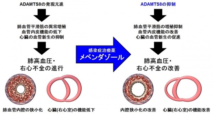 タンパク質「ADAMTS8」による肺高血圧症・右心不全の促進機構。（画像: 東北大学の発表資料より）