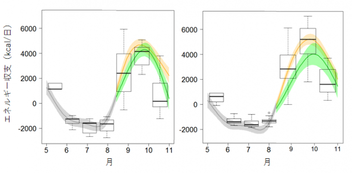 ツキノワグマのエネルギー収支の季節変化。（画像:東京農工大学発表資料より）