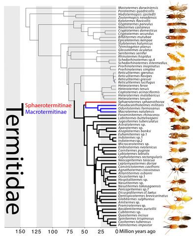 シロアリの新たな系統樹。（画像:沖縄科学技術大学院大学発表資料より）