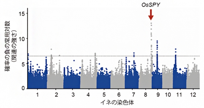 ゲノムワイド関連解析の結果。赤矢印が今回の研究で同定された収量に関わるゲノムの領域。この領域で発見された14の候補遺伝子の中に、植物ホルモン「ジベレリン」のシグナル制御に関わるOsSPYが含まれていた。（画像: 理化学研究所の発表資料より）