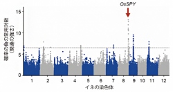 ゲノムワイド関連解析の結果。赤矢印が今回の研究で同定された収量に関わるゲノムの領域。この領域で発見された14の候補遺伝子の中に、植物ホルモン「ジベレリン」のシグナル制御に関わるOsSPYが含まれていた。（画像: 理化学研究所の発表資料より）