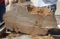 オマーン北東部のサンゴ化石。約4,100年前のもの。（画像:北海道大学発表資料より）