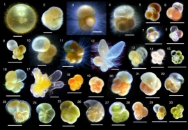 藻類と共生し光合成から栄養を得る動物プランクトン 東大の研究 財経新聞