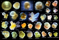 研究で用いた浮遊性有孔虫30種。スケールバーは200μm。（画像:東京大学発表資料より）