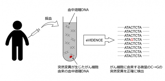 今回の研究の概要（画像:京都大学報道発表資料より）