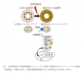 今回の研究の概要（画像: 東京大学の発表資料より）