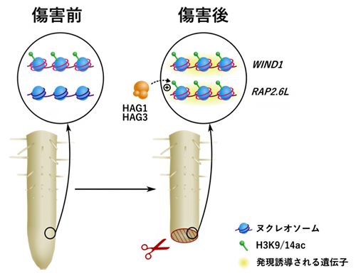 ヒストンアセチル基転移酵素HAG1とHAG3によるリプログラミング誘導の仕組み（画像:理化学研究所の発表資料より）