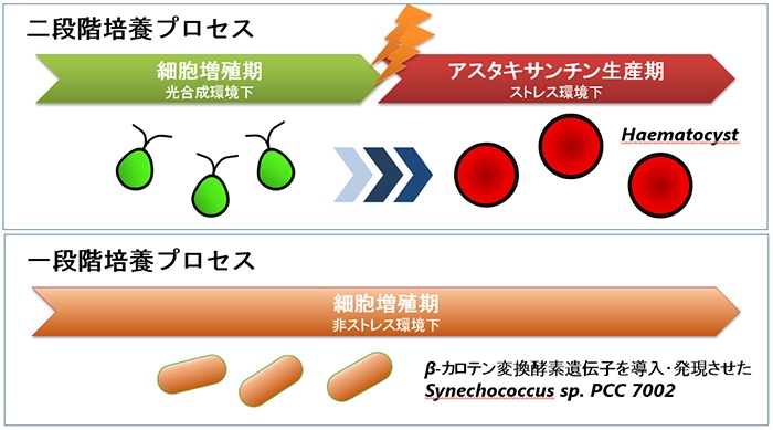 従来の二段階培養プロセス （上） と本研究の一段階培養プロセス （下）。（画像:神戸大学発表資料より）