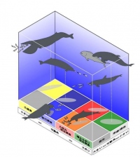 クジラ類における後頭部の関節の可動性と獲物の生息場所および獲物を捕まえる方法の関係。（画像:名古屋大学発表資料より）