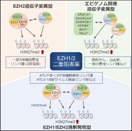 さまざまながんにおけるエピゲノム異常の形成メカニズムとEZH1/2阻害薬による制御の模式図（画像: 東京大学大学院の発表資料より）