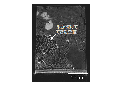 箱型に成形した隕石試料のX線CT(8 keV)による断面像。白色の点線で囲まれた部分に、黒色の空隙が多く含まれており、もともとあった氷が抜けてできた空間と考えられる。(c) Megumi Matsumoto et al.