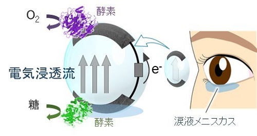 自己保湿型コンタクトレンズの図。（画像: 東北大学の発表資料より）