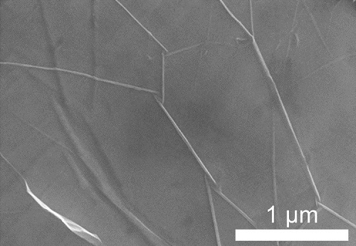 今回開発された方法により合成されたグラフェンのSEM（走査型電子顕微鏡）像（画像: 東北大学の発表資料より）