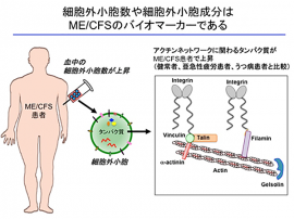 今回の研究の概要。（画像: 発表資料より）