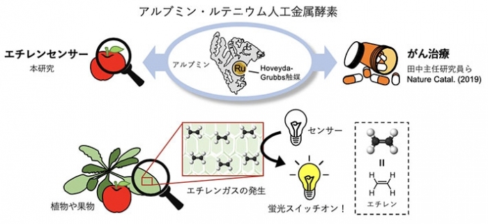 今回の研究の概要。（画像: 東京工業大学の発表資料より）