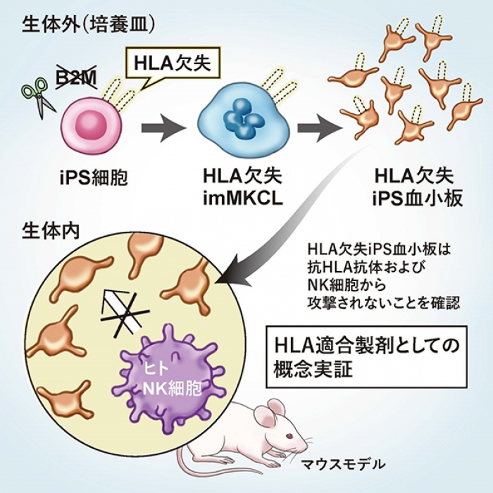 今回の研究の概要（画像:京都大学発表資料より）