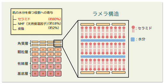 肌の構造とセラミド（画像: 富山大学の発表資料より）