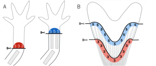 左は、両生類の四肢再生における位置記憶のモデル。右は、今回明らかになった魚類のヒレ再生における位置記憶のモデル。それぞれの数字は基部先端部軸における仮想的な位置記憶を示す。（画像: 東北大学の発表資料より）