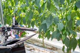 ピーマン農場で作業を行うロボットの様子。（画像：AGRIST発表資料より）