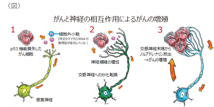 研究の概要（写真：横浜市立大学の発表資料より）