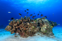 豪グレートバリアリーフのサンゴ礁に生息するスズメダイ（写真：沖縄科学技術大学院大学の発表資料より）