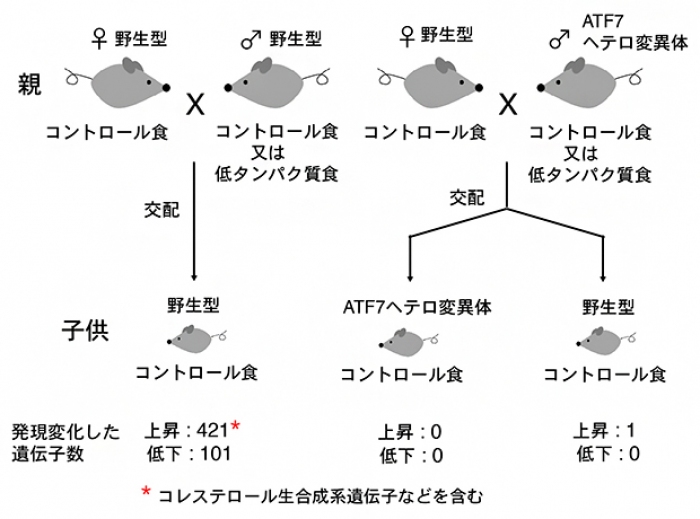 低たんぱく質食で飼育した父親マウスから産まれた子供マウスの肝臓における遺伝子発現の変化（写真：理化学研究所の発表資料より）