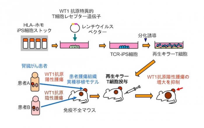 今回の研究の概要。（画像: 京都大学の発表資料より）