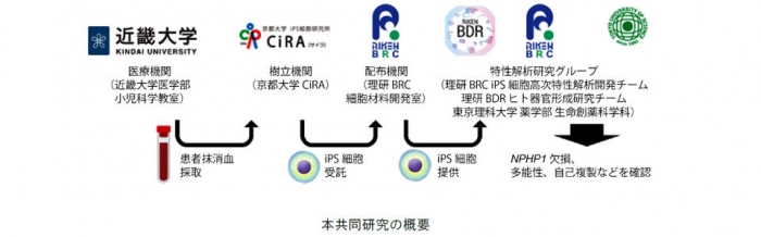 研究の概要（理化学研究所の発表より）