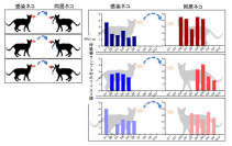 ネコを用いた新型コロナウイルスの伝染実験（写真：東京大学の発表資料より）