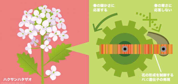 今回の研究の概要（画像: 京都大学の発表資料より）