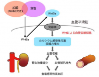 食塩が関与する加齢性高血圧の発症メカニズム（画像: 東京大学の発表資料より）