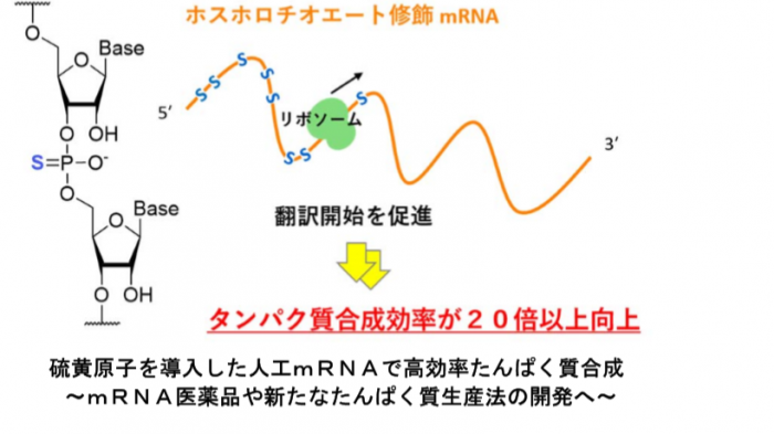 研究の概要（画像: 名古屋大学の報道発表資料より）