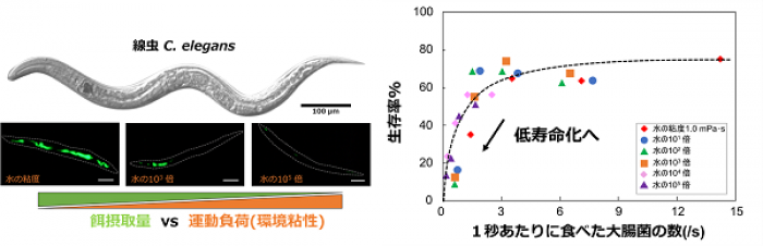 今回の研究の概要。（画像: 東北大学の発表資料より）