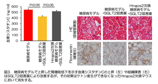 図3（画像: 滋賀医科⼤学の発表資料より）