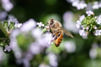 8月3日は「はちみつ」の日。実は今、この蜂蜜が大きな注目を集めている