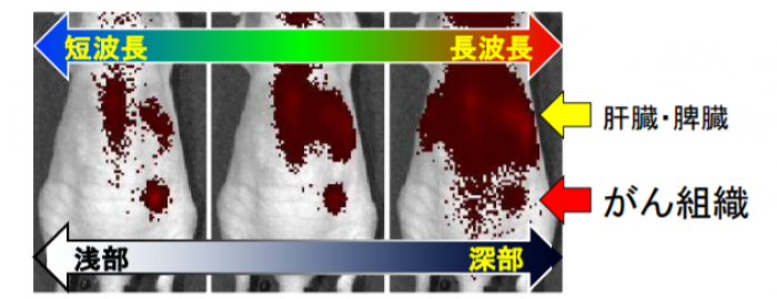 励起波長を変えることで、様々な深度のがん組織を観察することができる（画像: 山口大学の発表資料より）