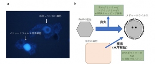 メドゥーサウイルスと宿主が共存して進化することで、細胞核を獲得したとする説（画像：東京理科大学の発表資料より）