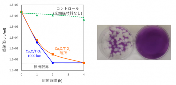 ウイルス量の変化（左）とウイルス感染評価結果の一例（右）（画像: 発表資料より）