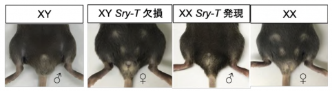 転写産物Sry-Tを欠損するとオスからメスへ性転換する（大阪大学の発表資料より）