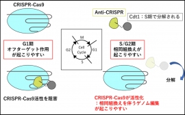 今回構築したクリスパーキャス９の活性を制御する仕組み（広島大学の発表より）