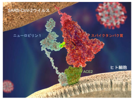 新型コロナウイルスのスパイクタンパク質（赤）がヒト細胞のACE2（緑）と ニューロピリン1（水色）とに同時に結合するイメージ図。（画像: 名古屋大学の発表資料より）