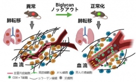 今回の研究の概要図。（画像: 北海道大学の発表資料より）